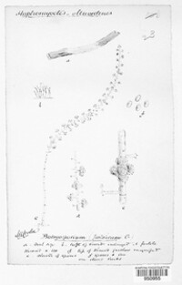 Image of Botryosporium pulchrum